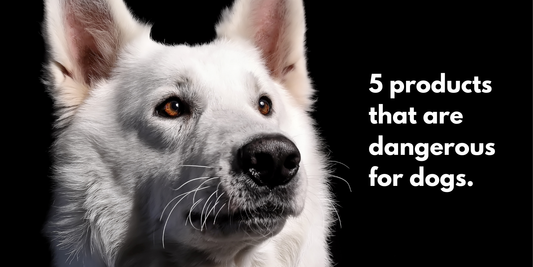 Five Products That Are Dangerous for Dogs