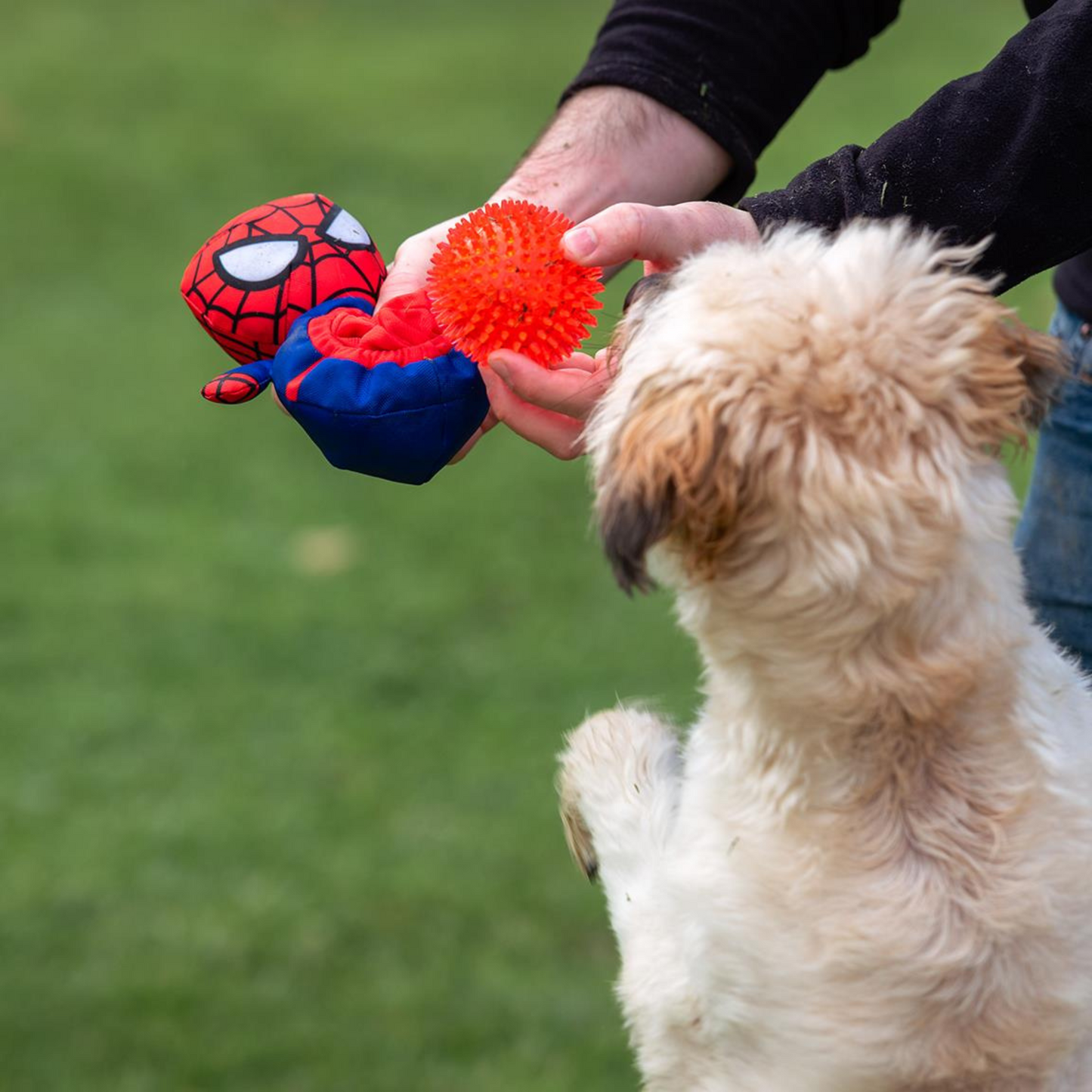 Spider-Man Dog Toy