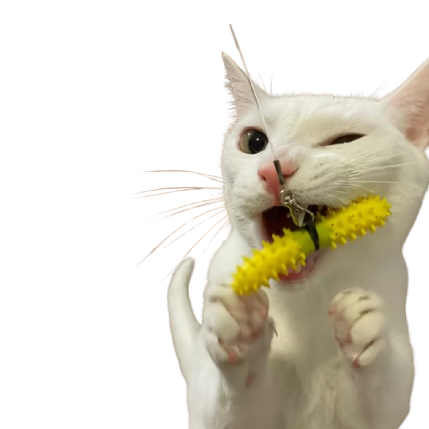 The Inventor Cat Dental Wand Starter Kit, For Cats!