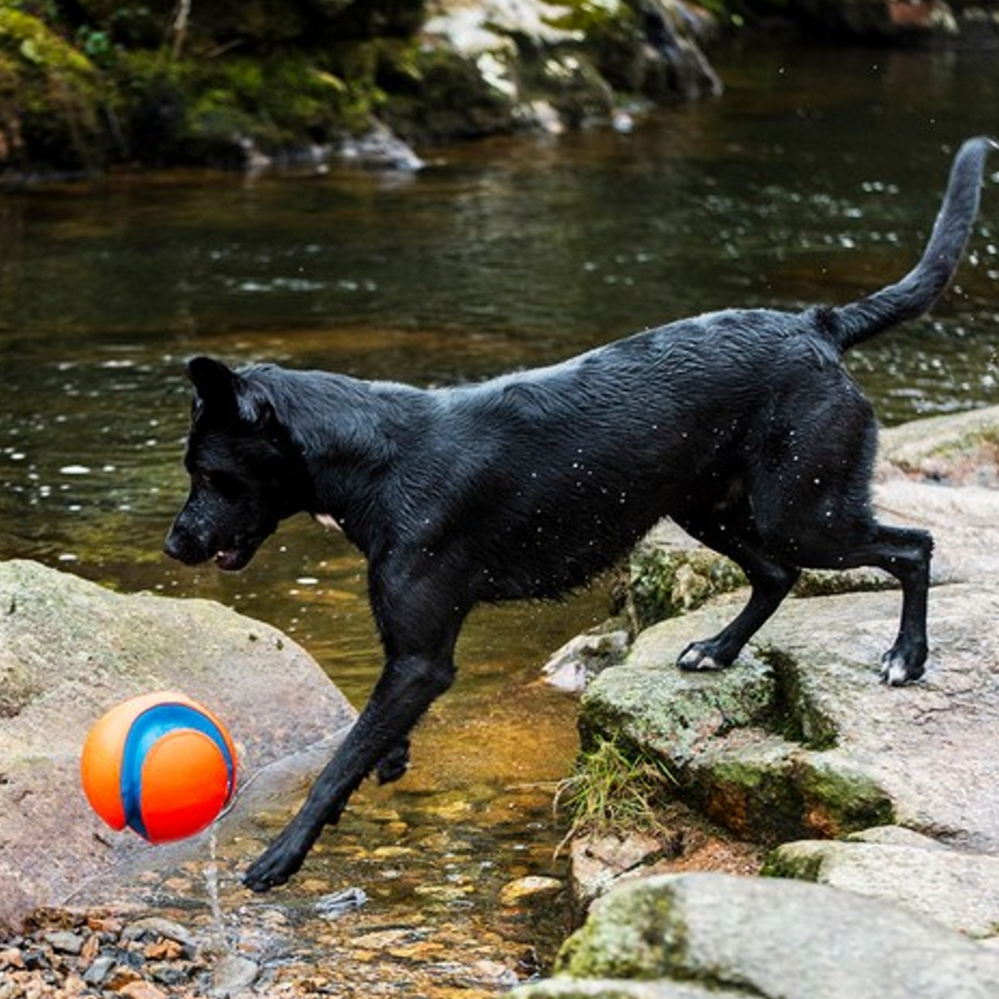 Chuckit Amphibious Mega Ball, Extra Large Floating Dog Ball for Land & Water