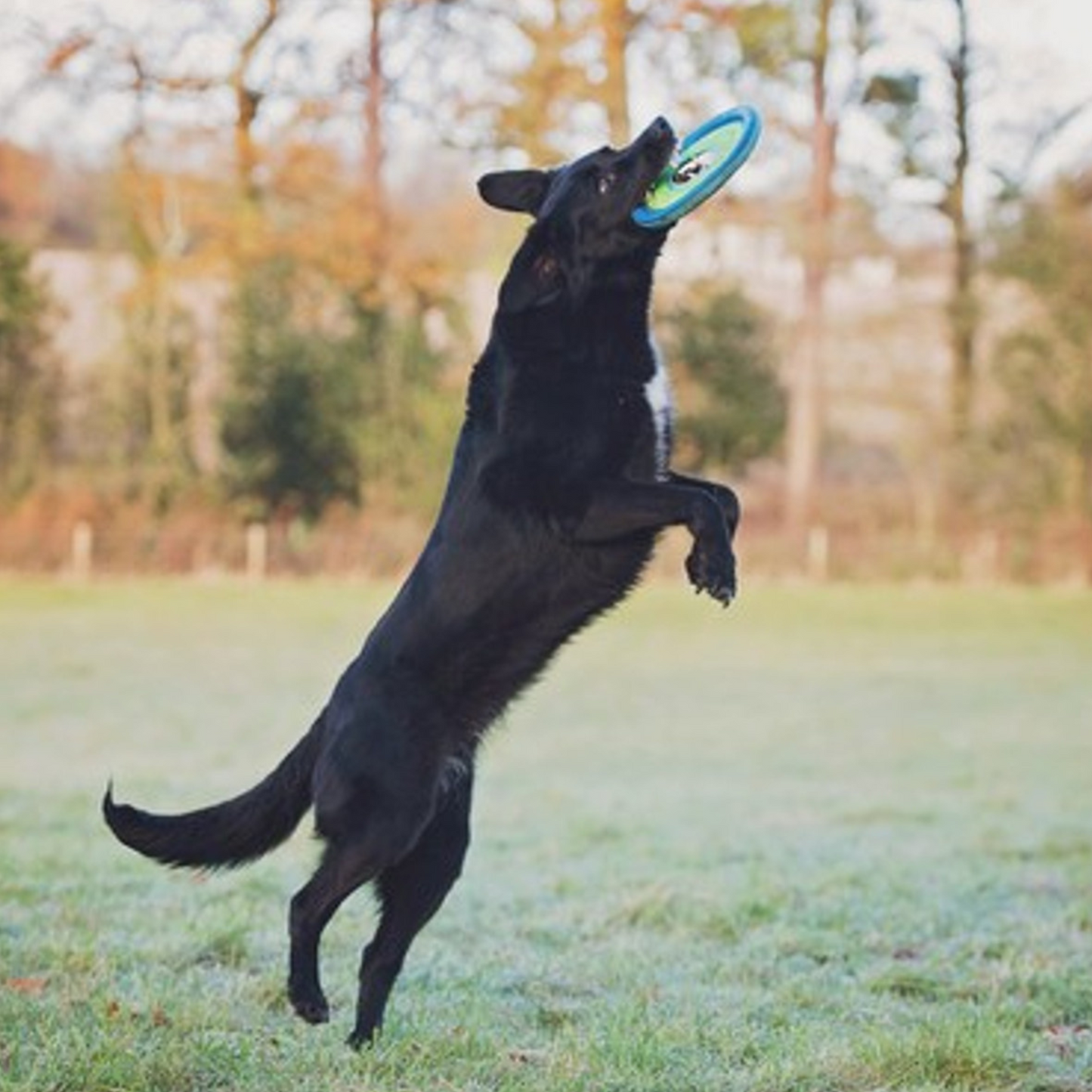 Chuckit Zipflight, Amphibious Frisbee-Style Flying Disc for Dogs, Medium 21cm