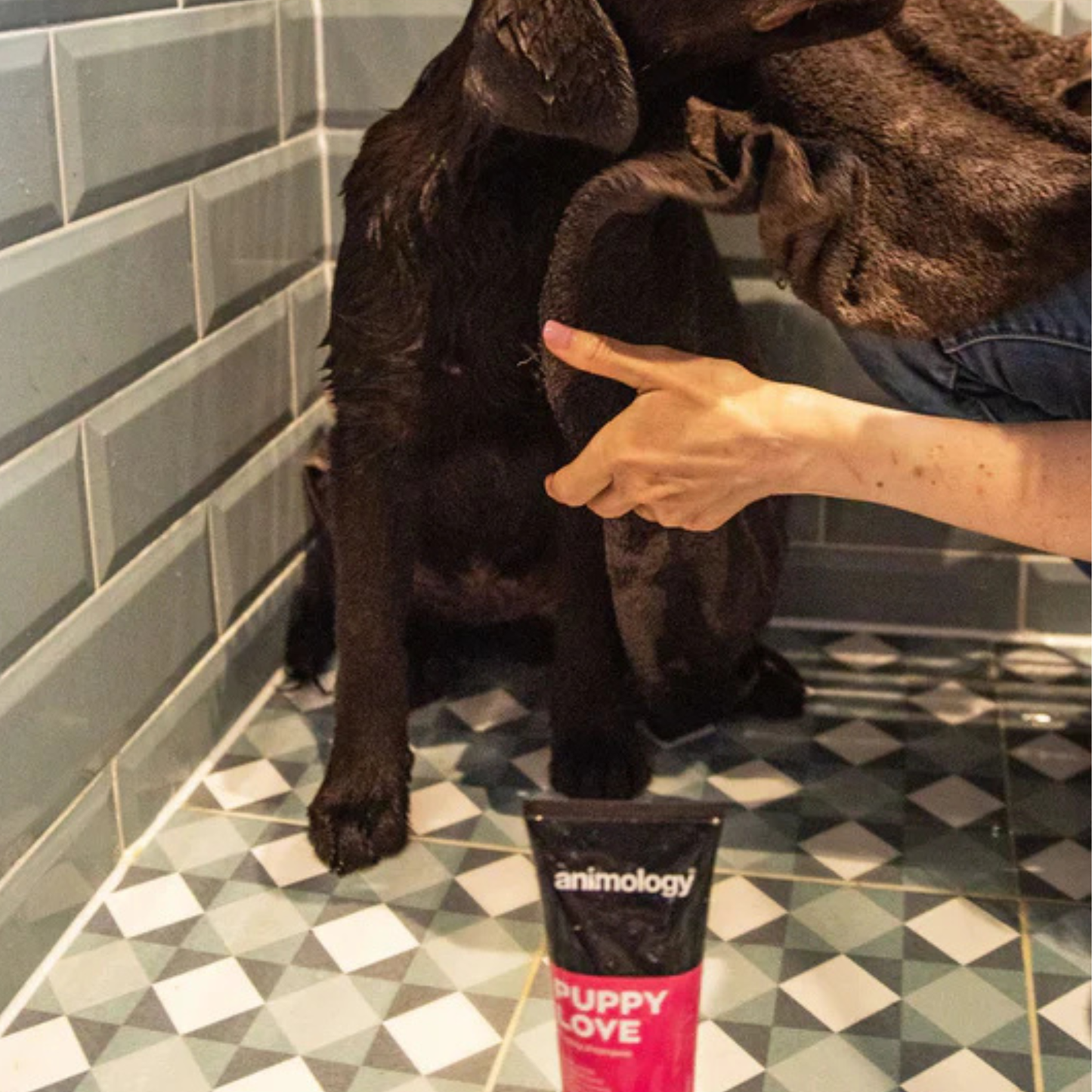 Animology Puppy Love Shampoo 250ml