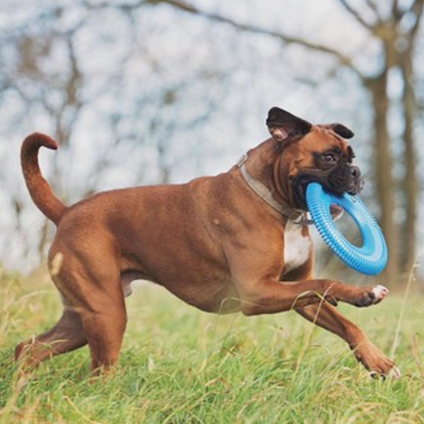 Chuckit Rugged Flyer, Tough Flying Disc for Dogs, Medium