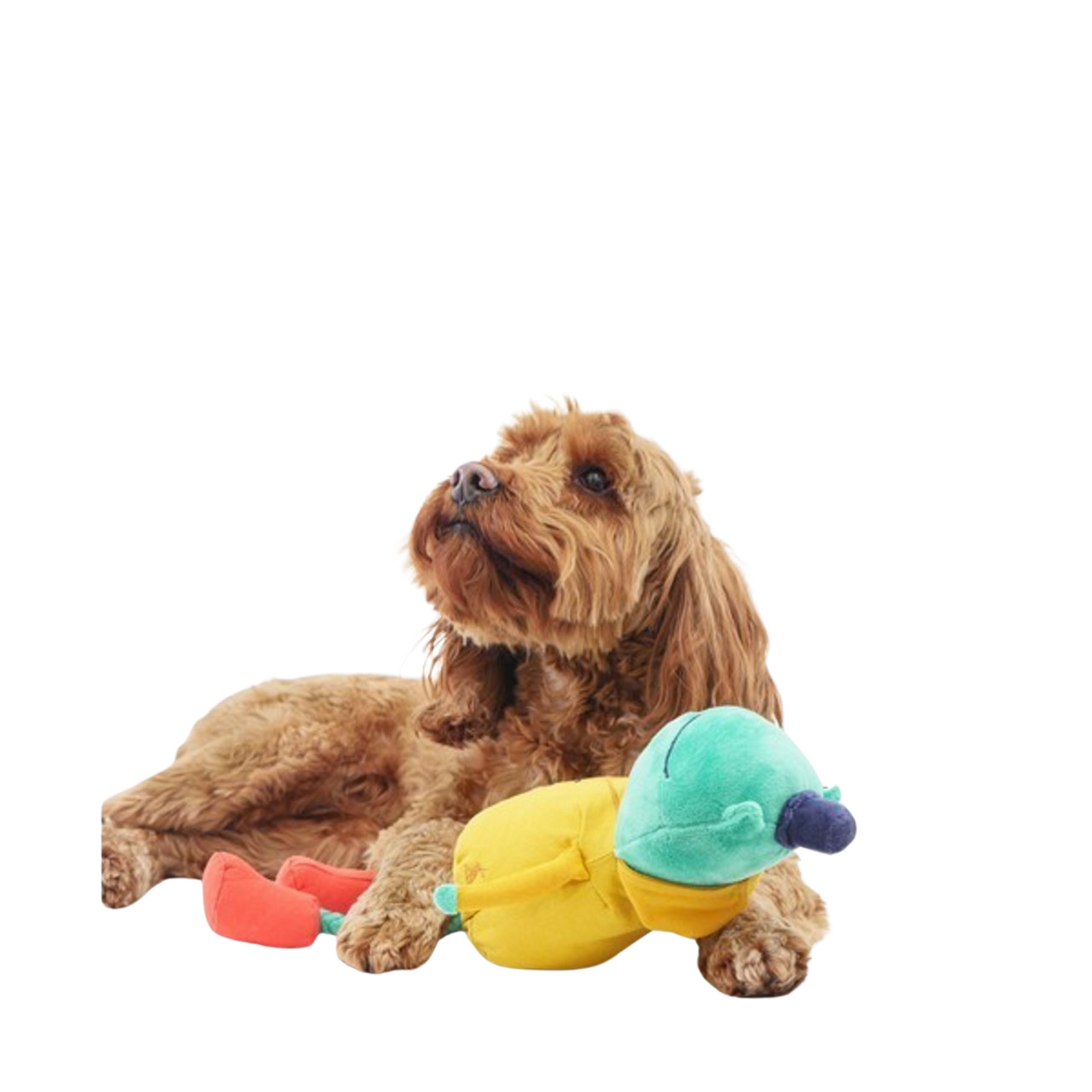 Joules Frog Dog Toy