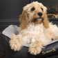 Scruffs Windsor Box Dog Bed Fully Machine Washable Charcoal Medium