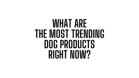 What are the most trending dog products right now?