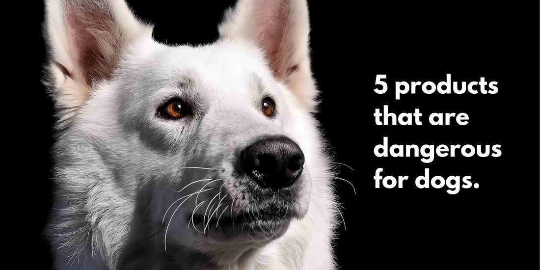 Five Products That Are Dangerous for Dogs