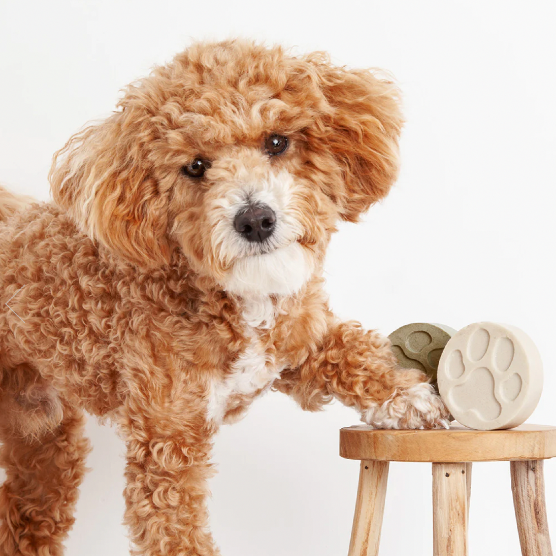 Fragrance free top dog shampoo