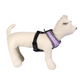 Disney Villains Reversible Dog Harness