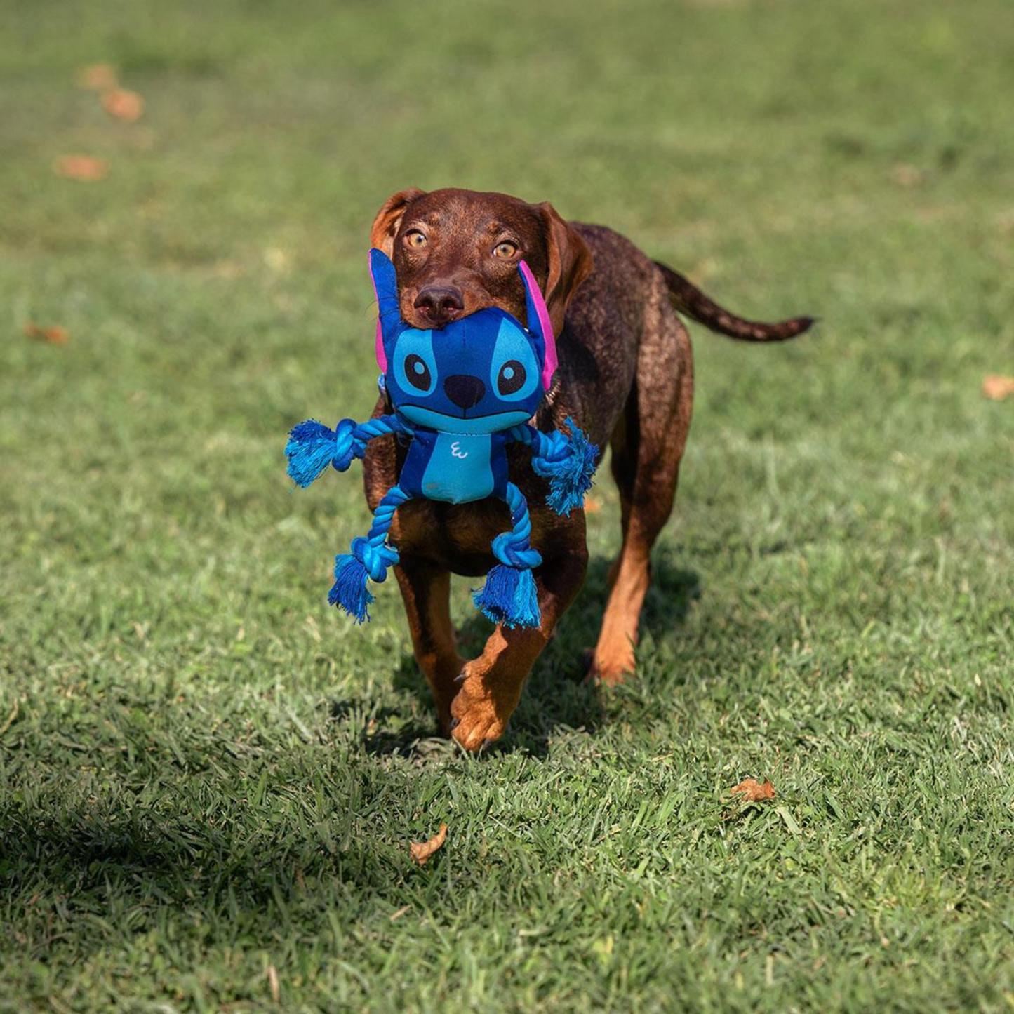 Stitch Dog Toy