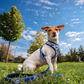 Stitch Reversible Dog Harness