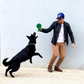The Hulk Dog Toy