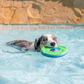 Chuckit Zipflight, Amphibious Frisbee-Style Flying Disc for Dogs, Medium 21cm