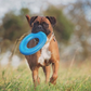 Chuckit Rugged Flyer, Tough Flying Disc for Dogs, Medium