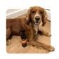 Animology Dirty Dawg No Rinse Shampoo 250ml