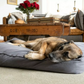 DogDoov Dog Bed, Calming Anti Anxiety Dog Bed, Available in Small, Medium & Large