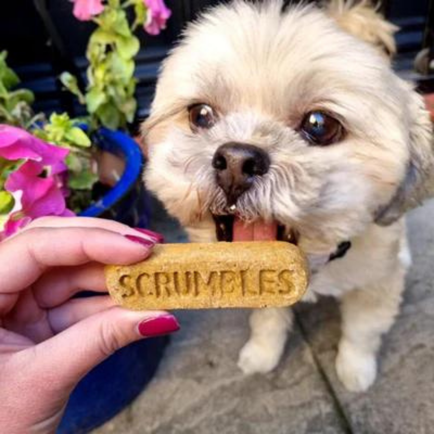 Scrumbles Dog Treats Gnashers Dental Bones Plant Based 7pack