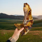 Paddock Farm Beef Cartilage Moon Bones 1kg
