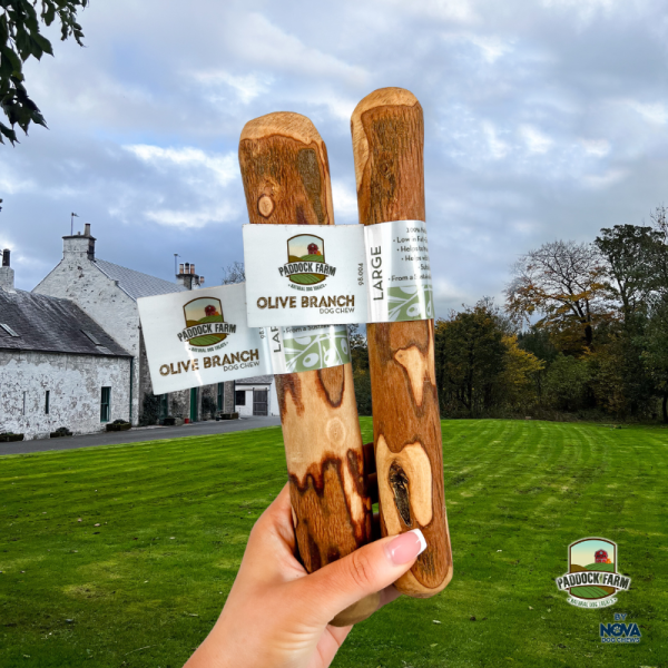 Paddock Farm Olive Branch