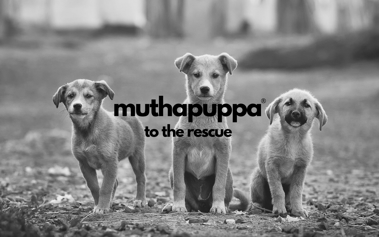 3 stray young dogs in field with muthapuppa logo and to the rescue tagline overlaid