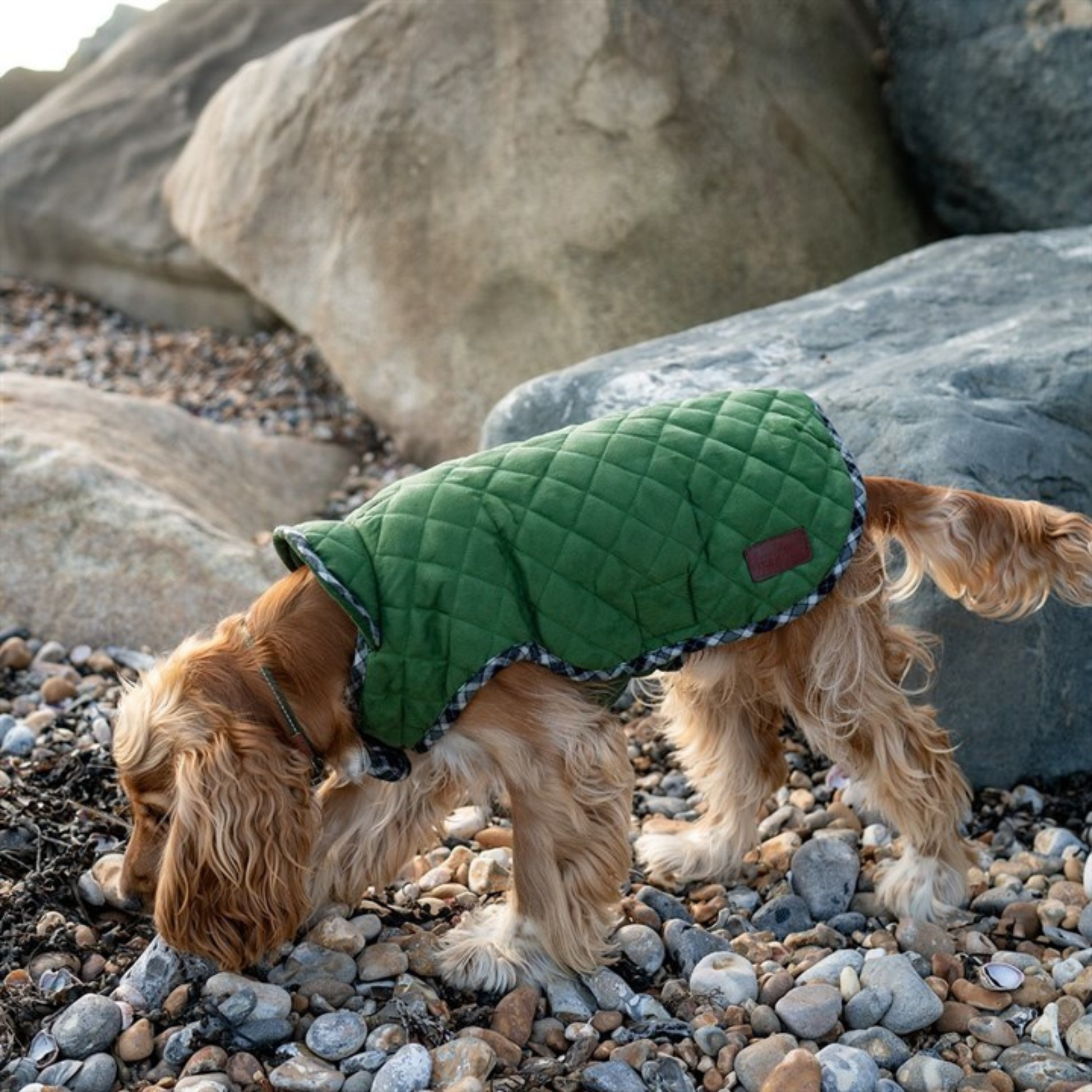 Great & Small Country quilted dog coat, green, view 5