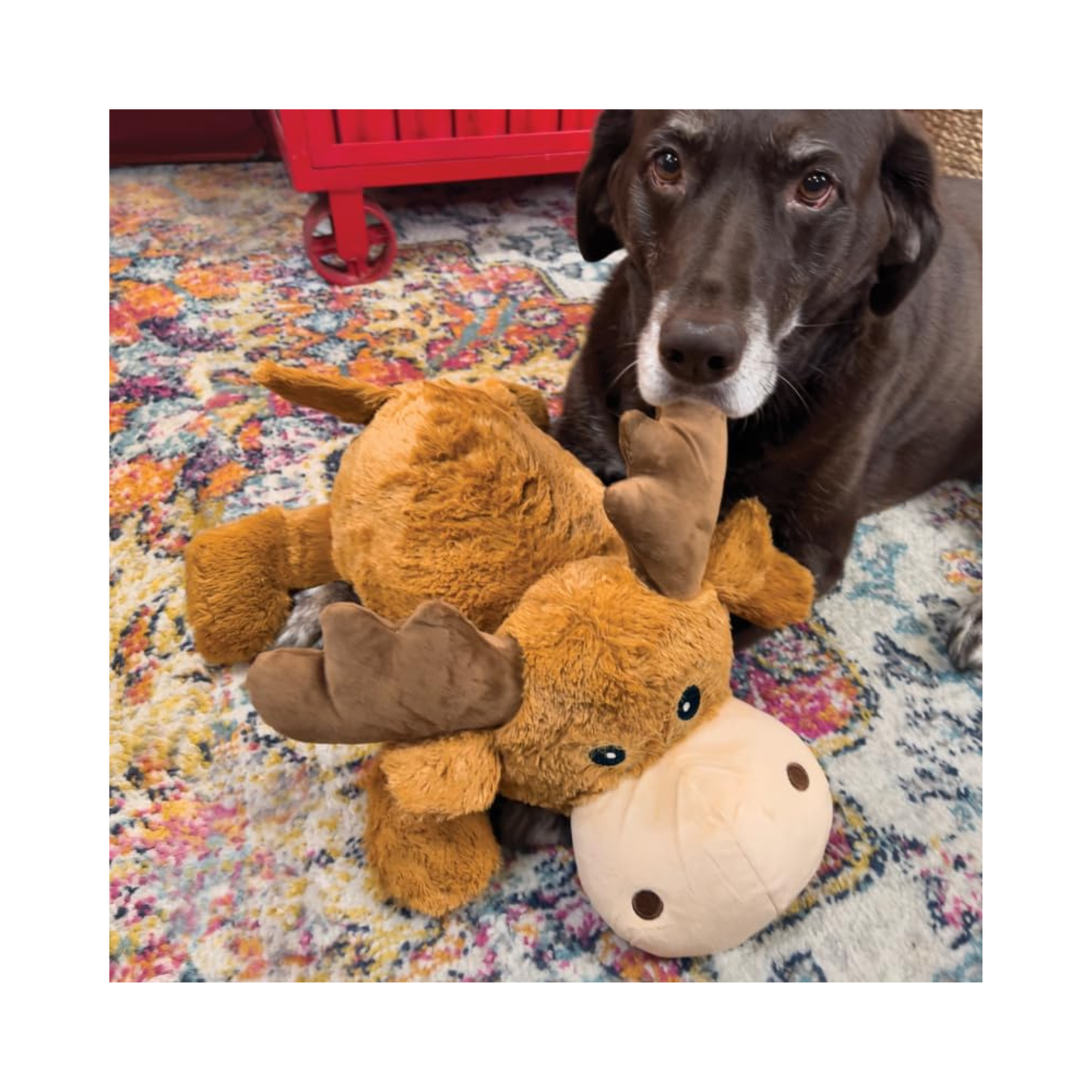 KONG Cozie Jumbo Marvin Moose extra large plush dog toy, detail
