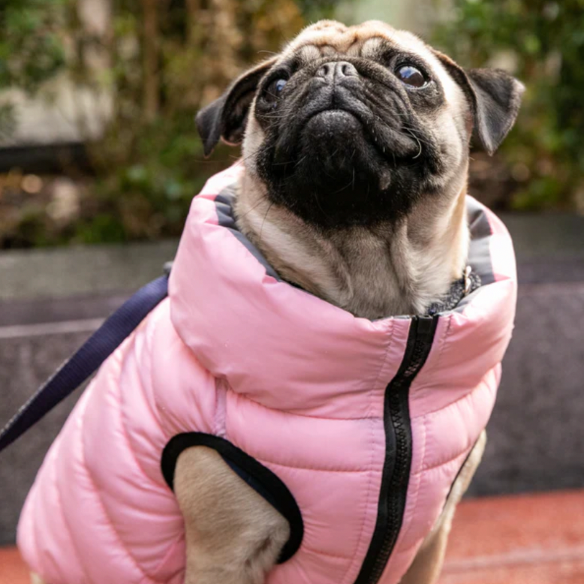 Dog 2025 puffer jacket